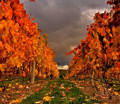 在线手机号平台